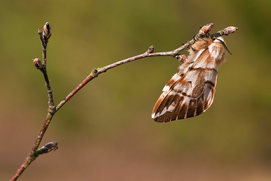 Endromis versicolora I - Birkenspinner