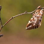 Endromis versicolora I - Birkenspinner