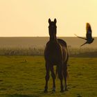 Endscheidungen…und wider sicher nicht Richtig so???