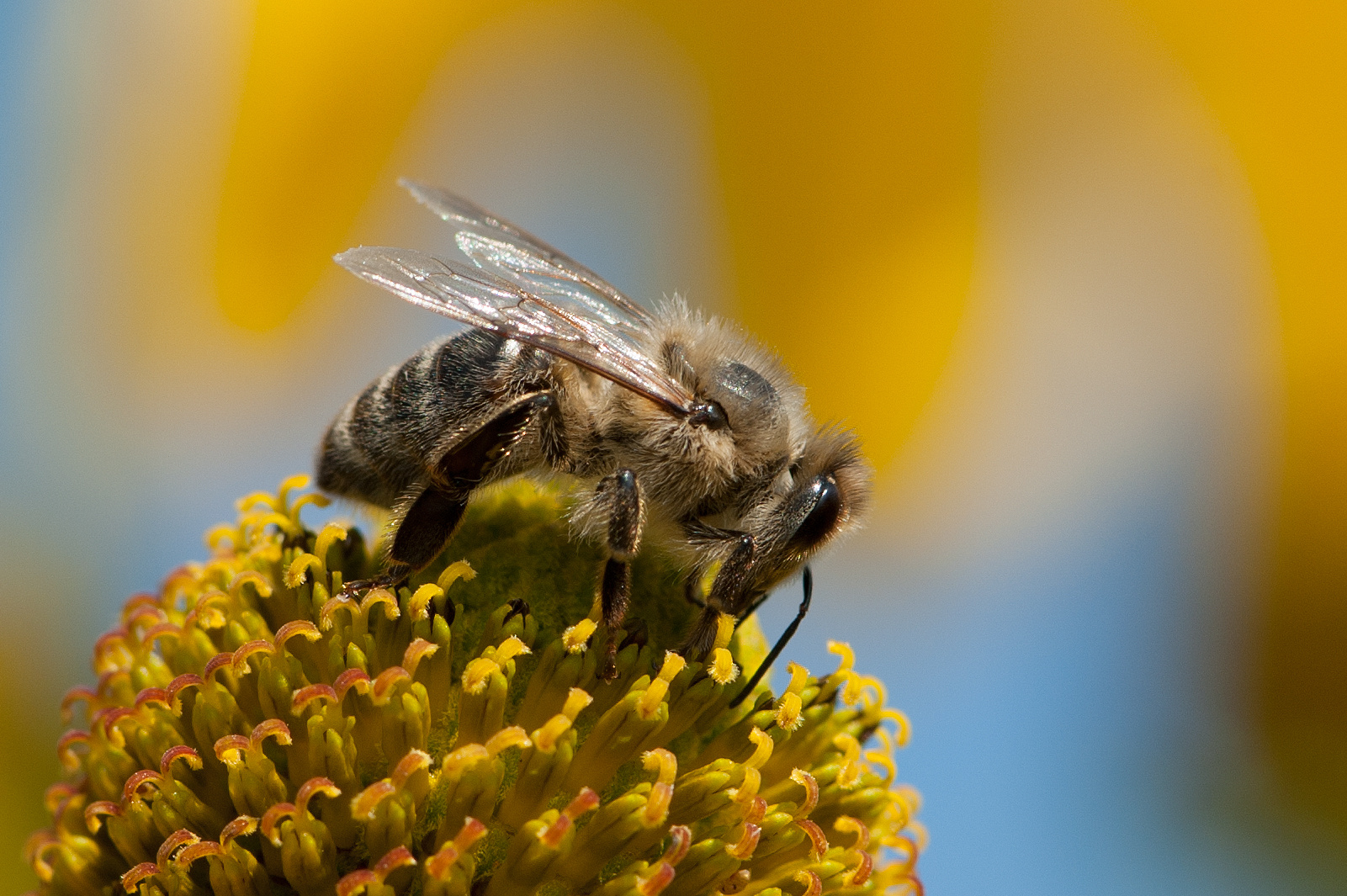 Endspurt der Bienen für 2012 ...