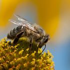 Endspurt der Bienen für 2012 ...