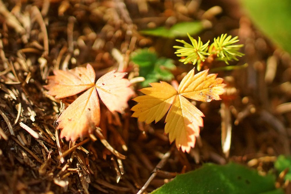 Endspurt Herbst