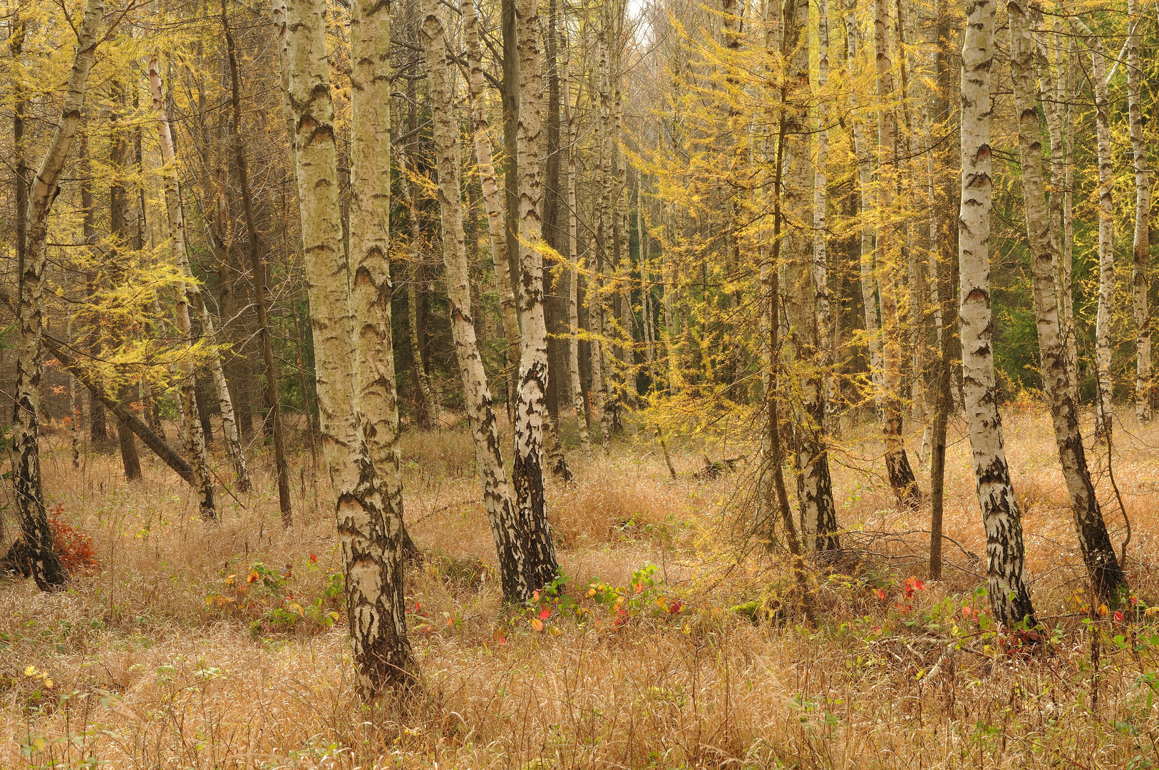 Endspurt im Herbstwald