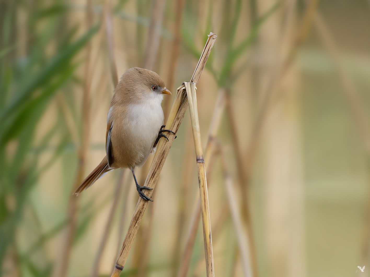 Endstation für die Bartmeise (Panurus biarmicus) ....