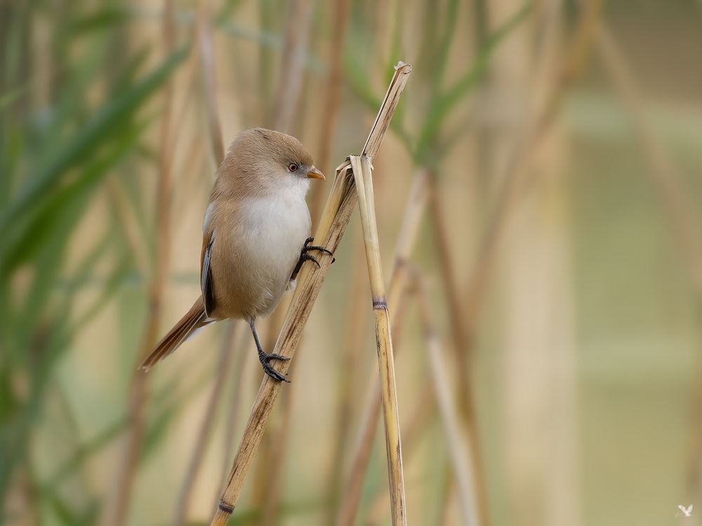 Endstation für die Bartmeise (Panurus biarmicus) ....