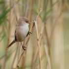 Endstation für die Bartmeise (Panurus biarmicus) ....