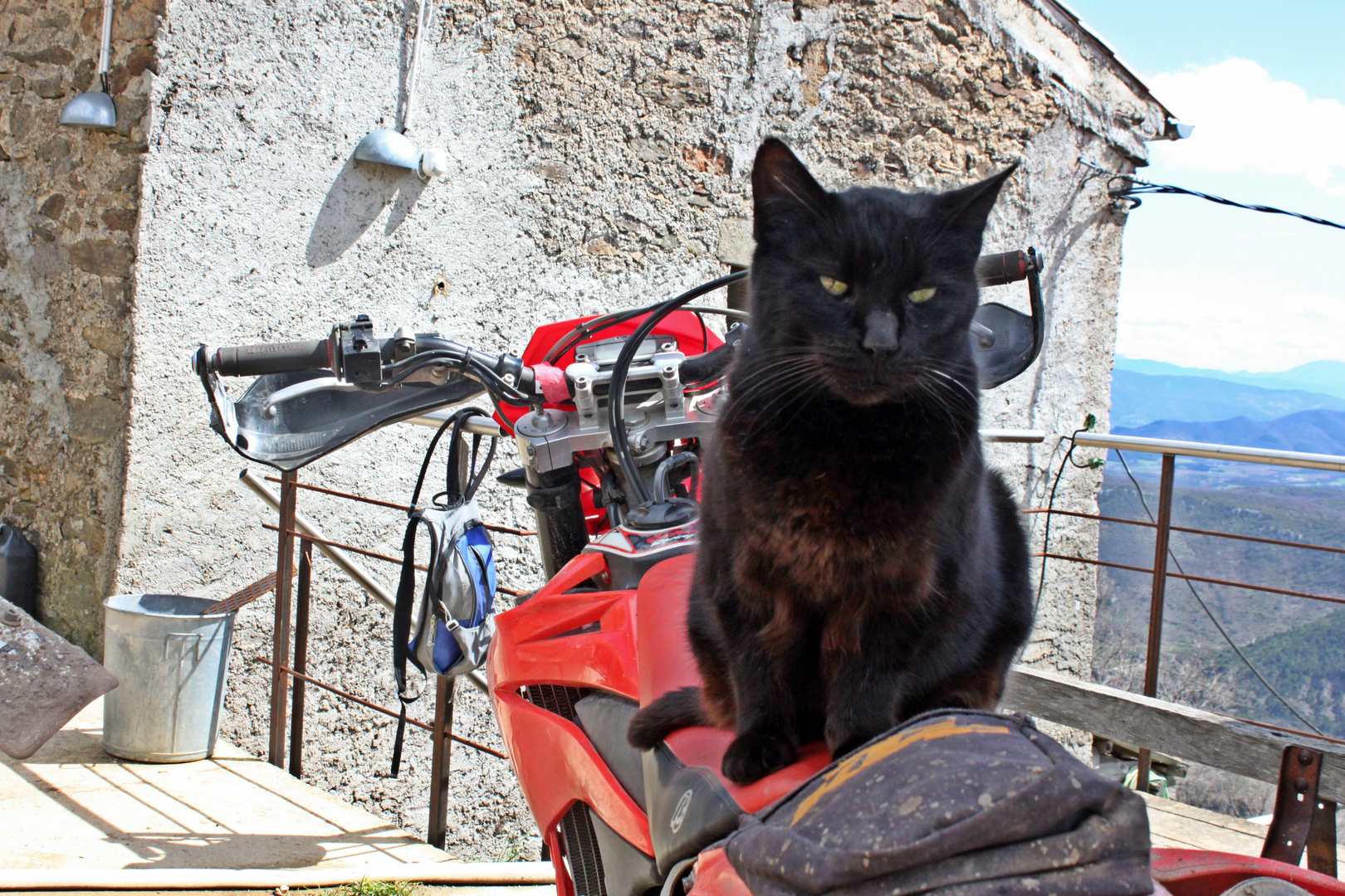 Enduro Katze