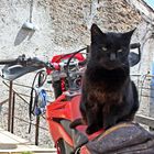 Enduro Katze