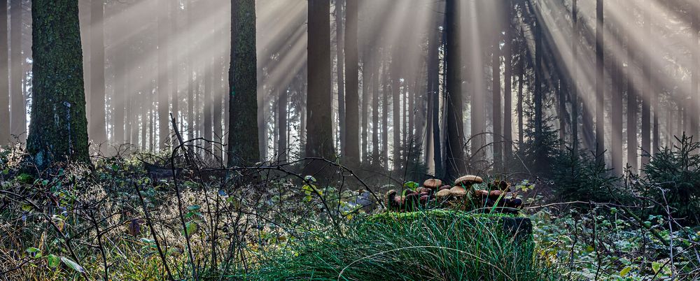 ENDZEIT-Stimmung