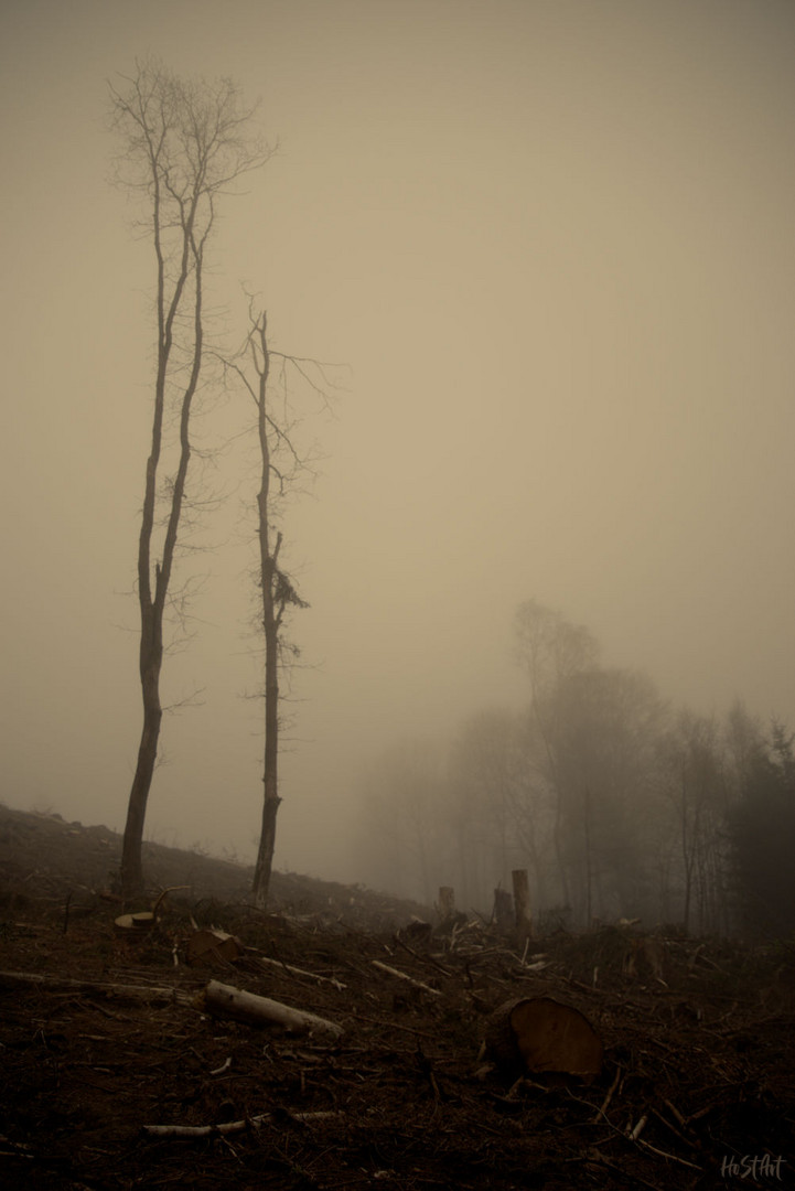 Endzeit Wald I