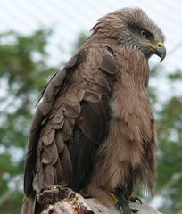 Ene Besuch im Zoo (Köln) - 1