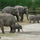 Ene Besuch im Zoo (Köln) - 3