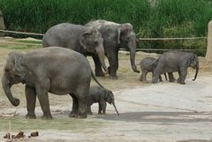 Ene Besuch im Zoo (Köln) - 3