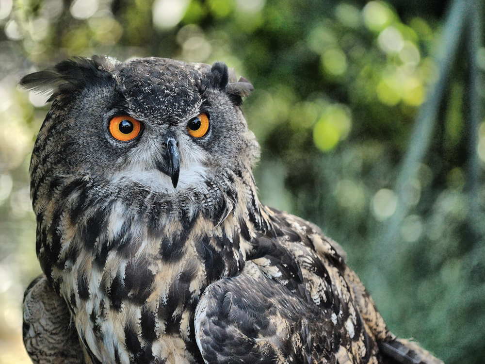 Ene Besuch im Zoo, oh, oh, oh, oh ...