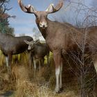 "Ene Besuch im Zoo"(logischen Forschungsmuseum Alexander Koenig in Bonn)