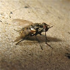 Ene der einheimischen Stechfliegen: Der Wadenstecher (Stomoxys calcitrans)