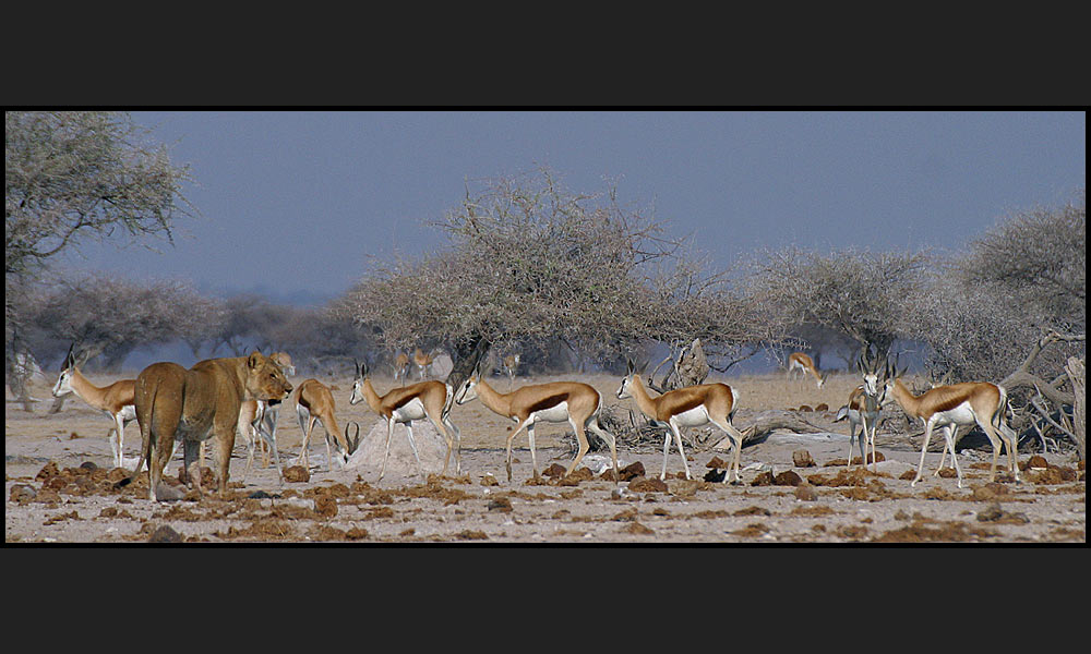 "Ene - Mene - Zebradreck... gleich ist die nächste Gazelle weg!"