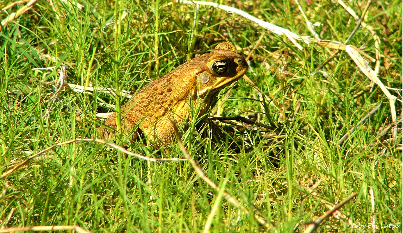 *** Enemy of the State No. 1 /The  Cane Toad ***