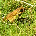 *** Enemy of the State No. 1 /The  Cane Toad ***