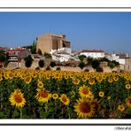 Energia solar ( Saceda-Cuenca )