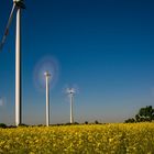 Energie aus Wind und Raps