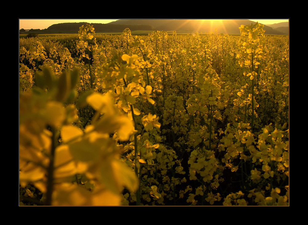 Energie-Feld.. - ...das Feuer der Sonne tanken... (7. DER REIHE: WAS MAN MIT RAPS...)