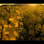 Energie-Feld.. - ...das Feuer der Sonne tanken... (7. DER REIHE: WAS MAN MIT RAPS...)