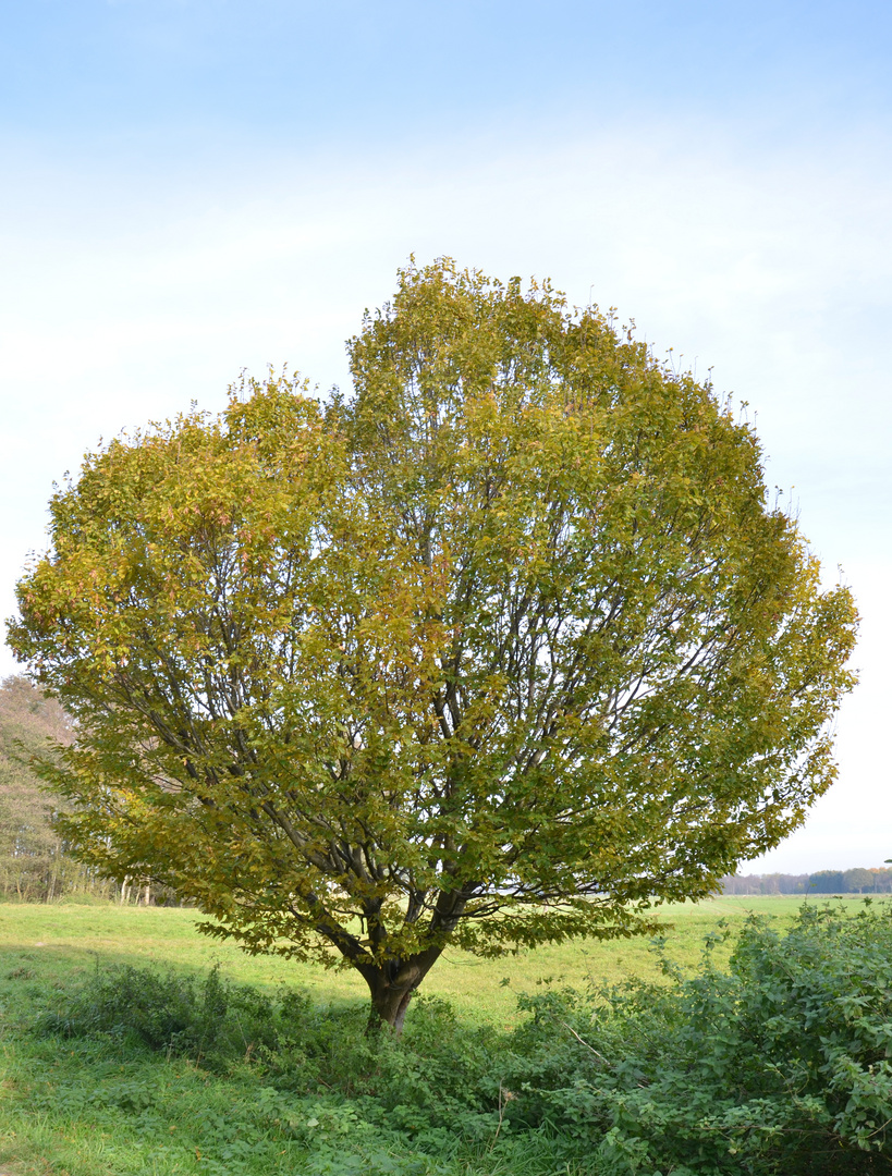 Energiebaum