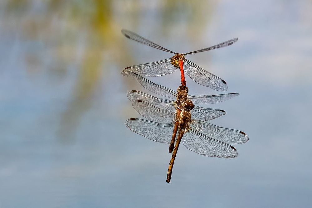 Energiesparend fliegen...