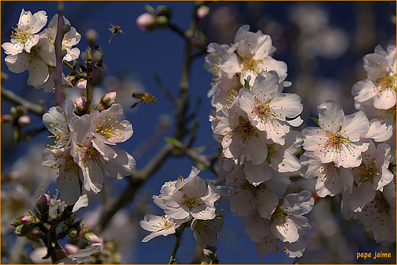 Enero y la flor del almendro