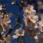 Enero y la flor del almendro