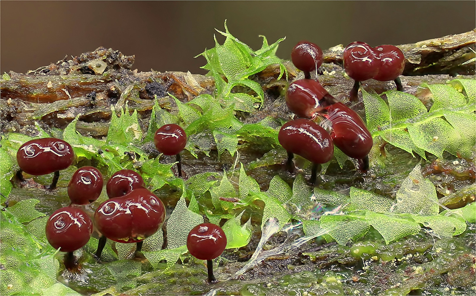 Enerthenema papillatum