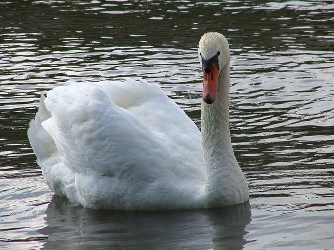 Enfach nur ein Schwan