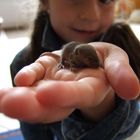 enfant à la souris