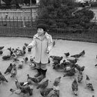 enfant pigeons