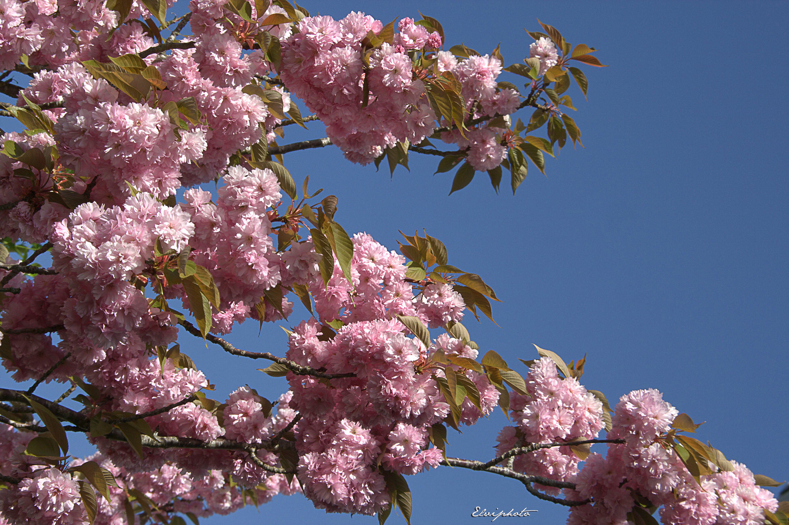 Enfin en fleurs