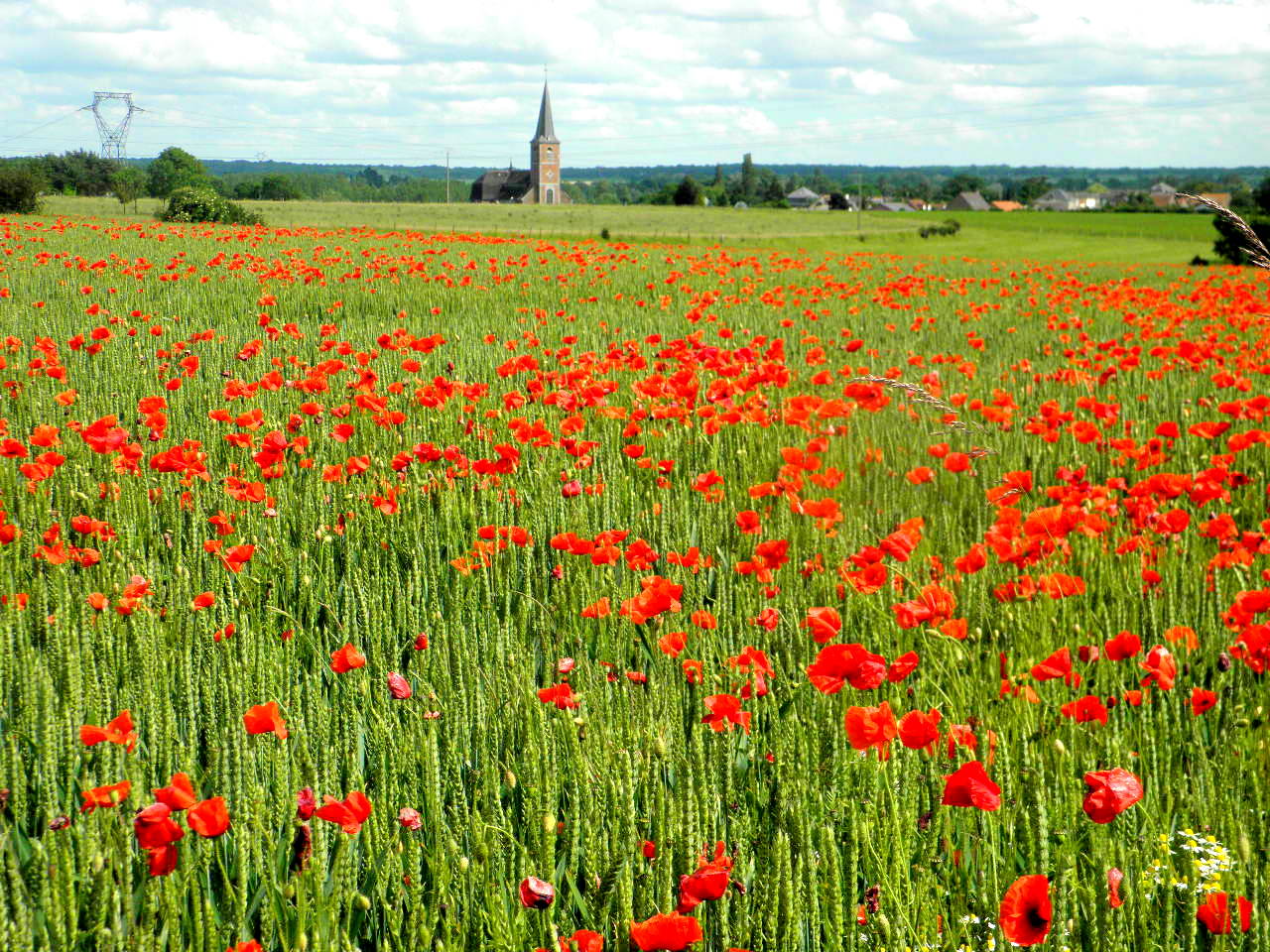 ENFIN J'AI TROUVE MES COQUELICOTS