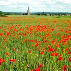 ENFIN J'AI TROUVE MES COQUELICOTS