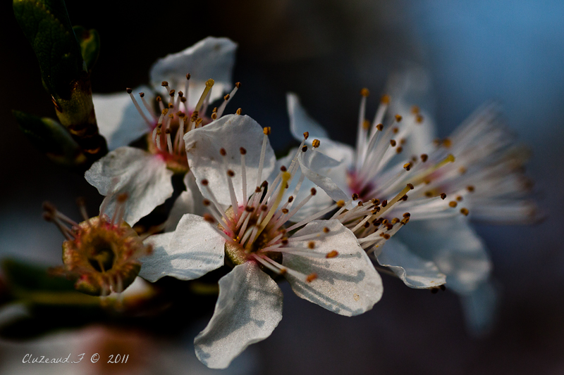 Enfin le printemps!!!