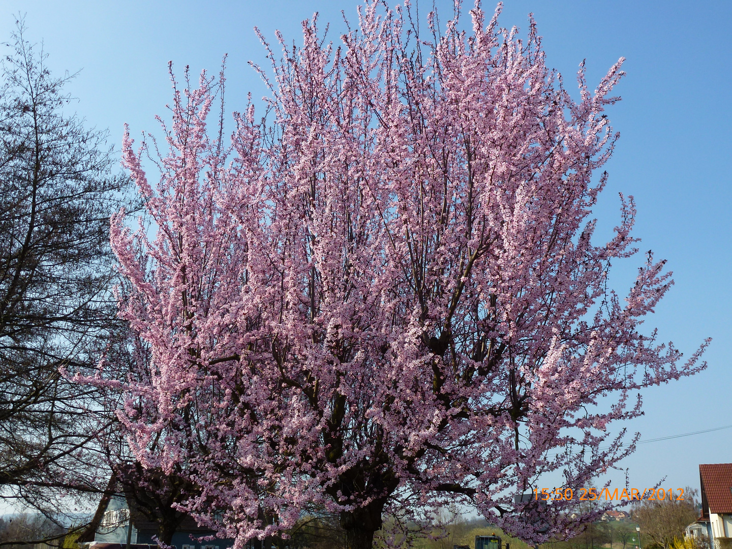 Enfin le printemps!!!