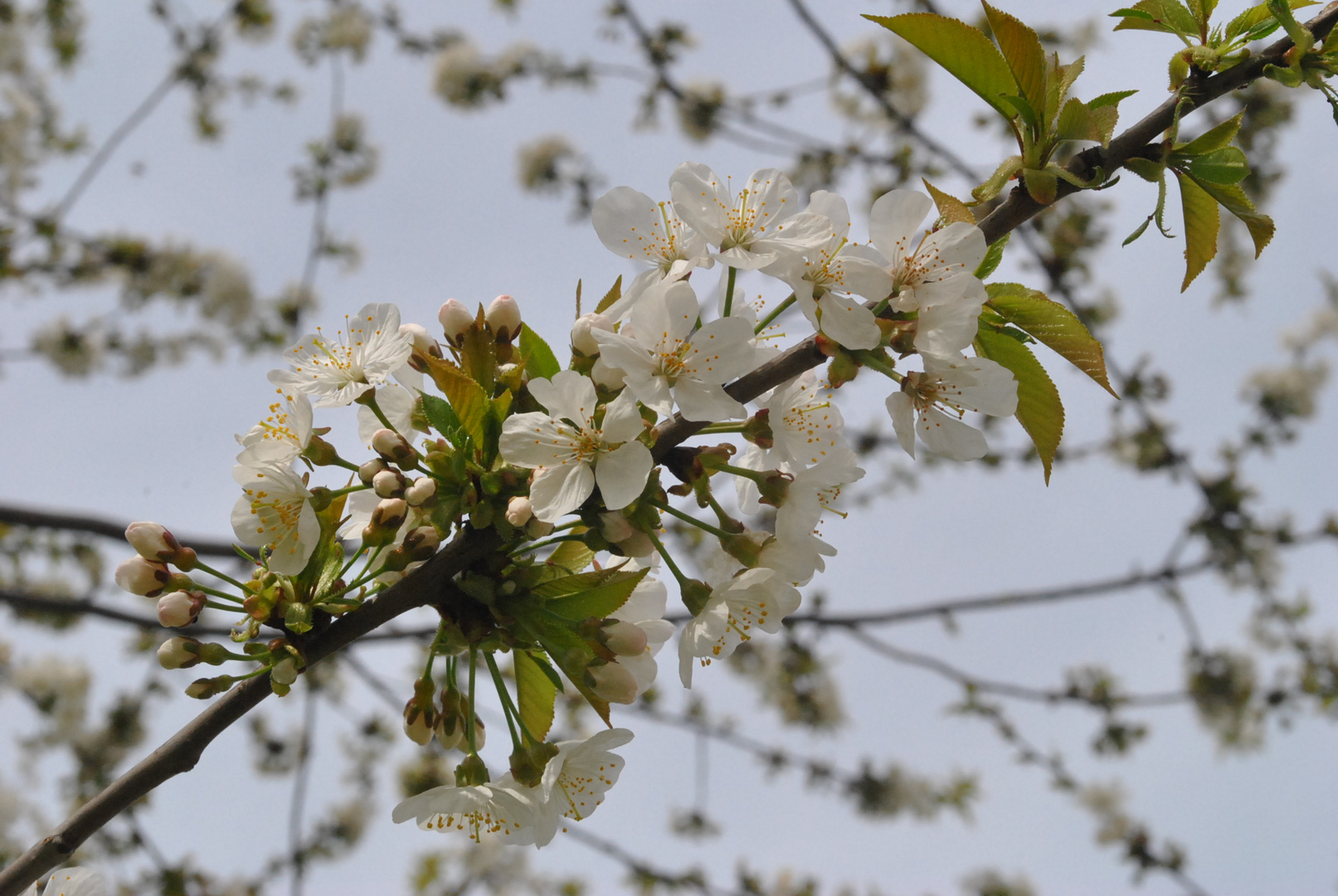 enfin le printemps !!!