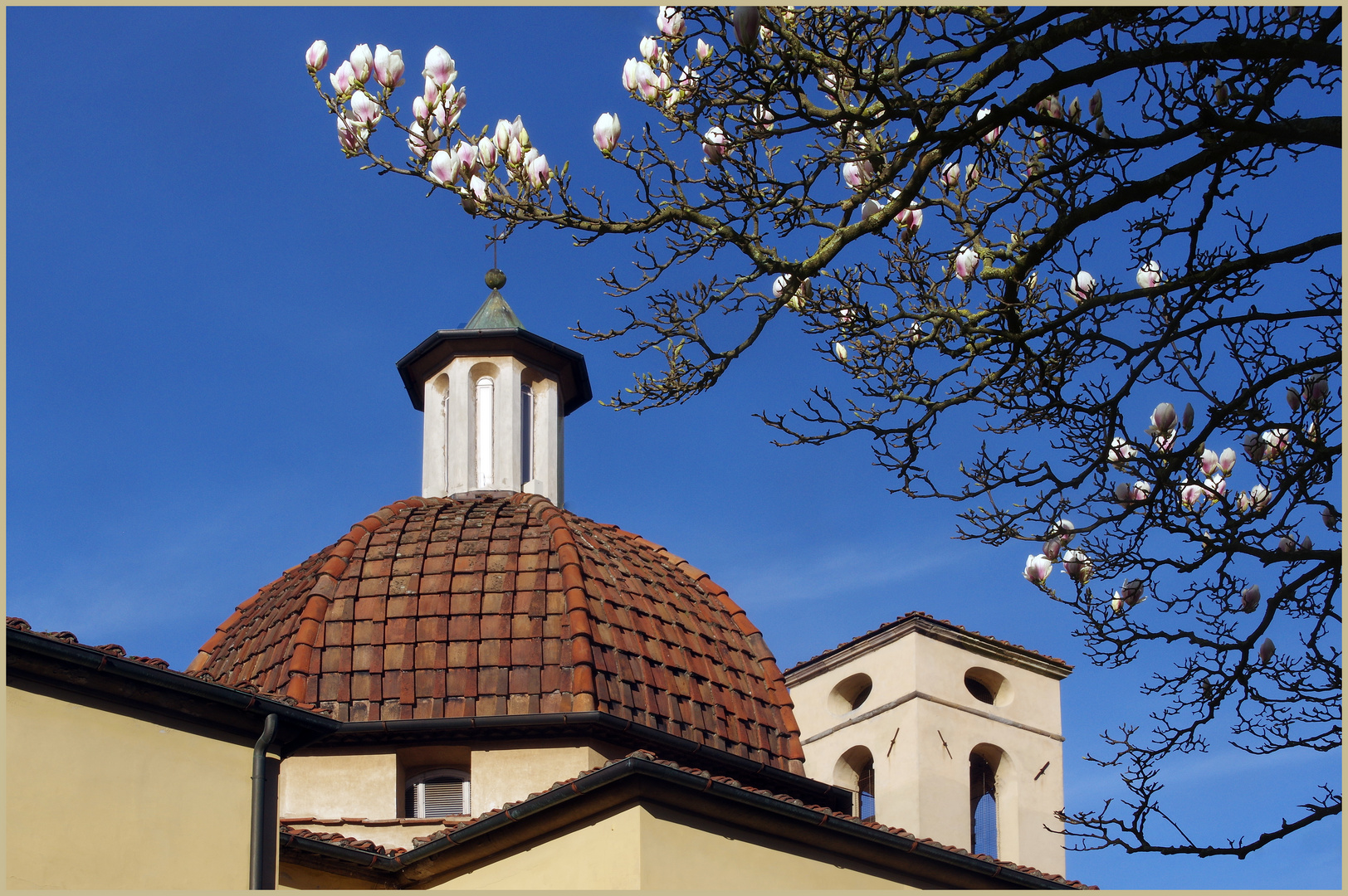 enfin les premiers magnolias.....