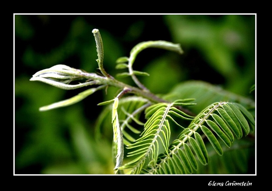 Enfoque en verde