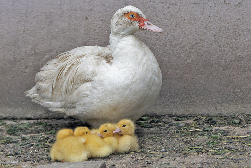 Eng aneinander kuscheln sich die Entenküken 