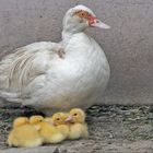 Eng aneinander kuscheln sich die Entenküken 