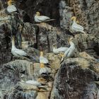 Eng besetzt, Basstölpel am Bass Rock, Schottland