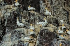 Eng besetzt, Basstölpel am Bass Rock, Schottland