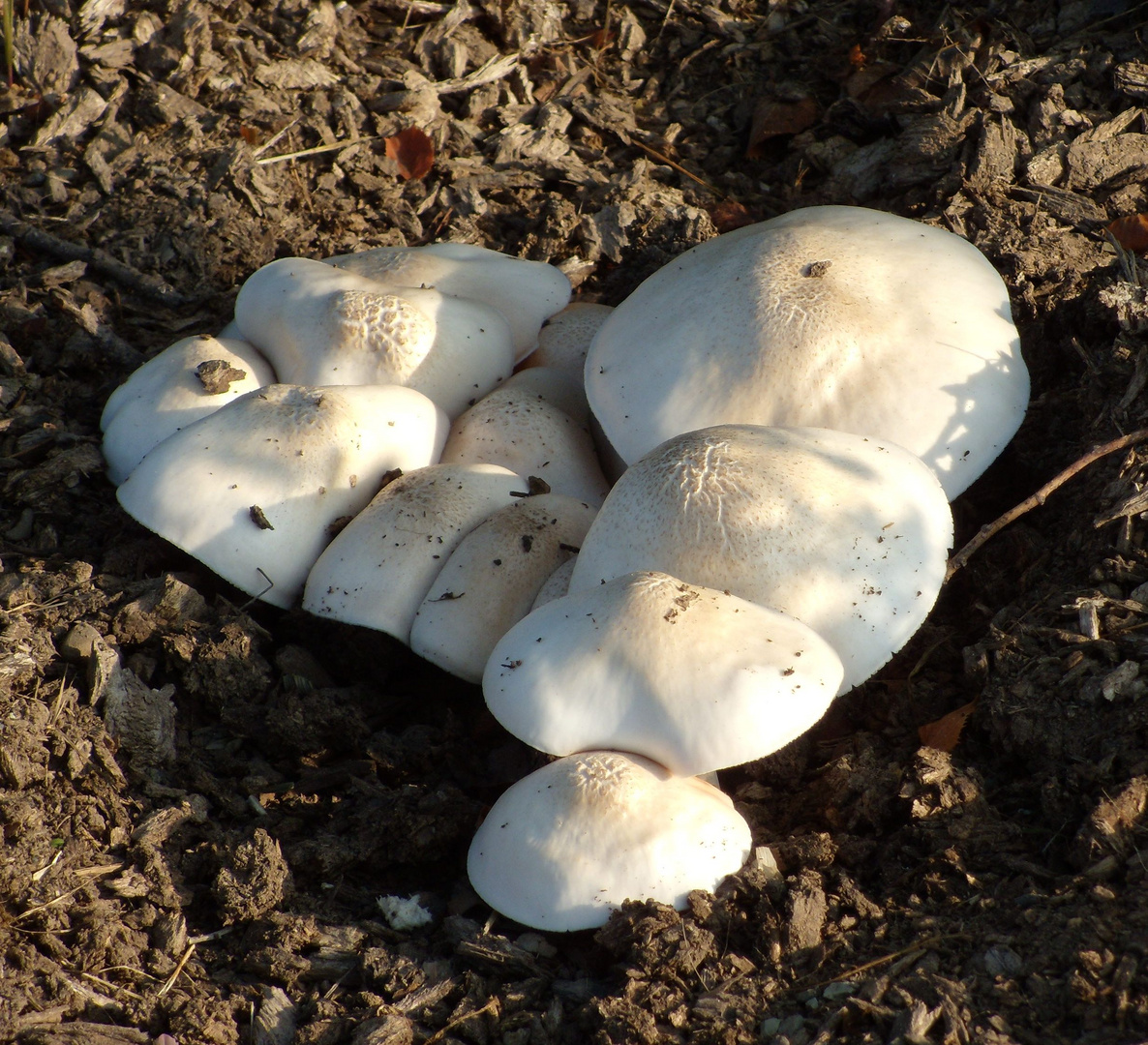 Eng kuscheln sich die Pilze aneinander.