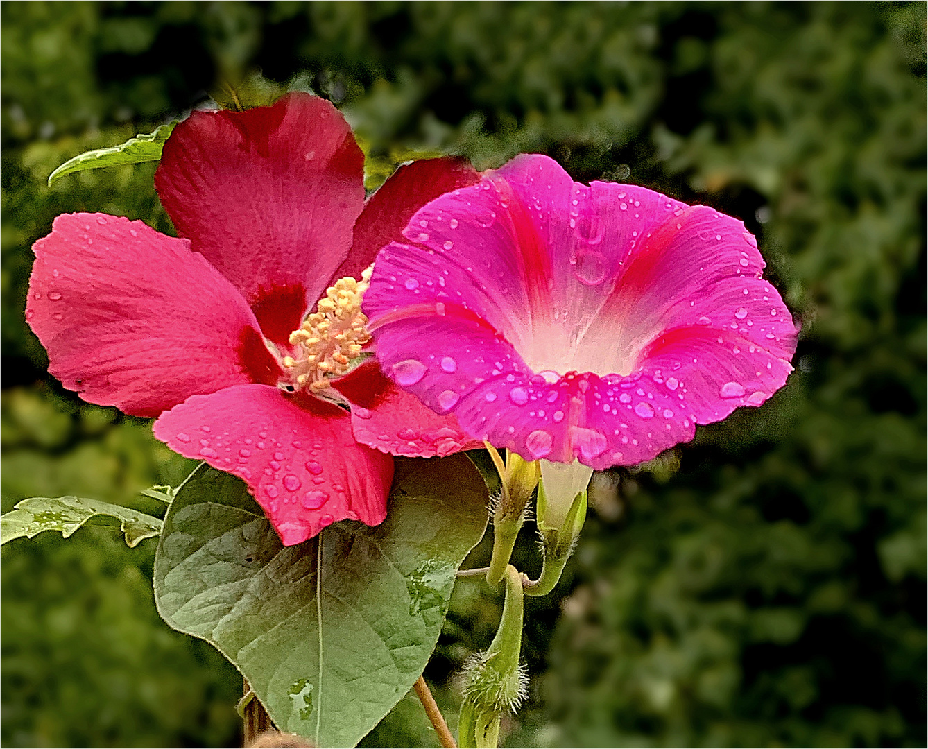 eng umschlungen - Hibiskus und Ackerwinde