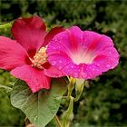 eng umschlungen - Hibiskus und Ackerwinde